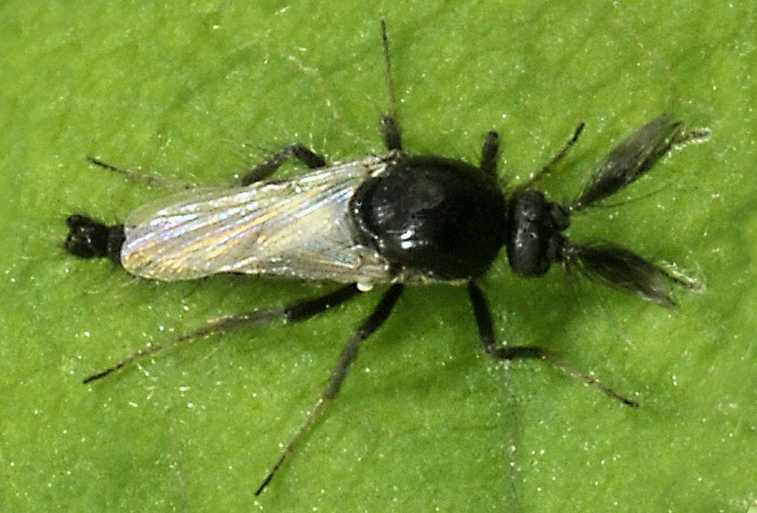 Ceratopogonidae